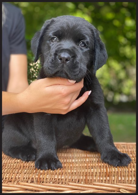 Totti  cucciolo labrador nero