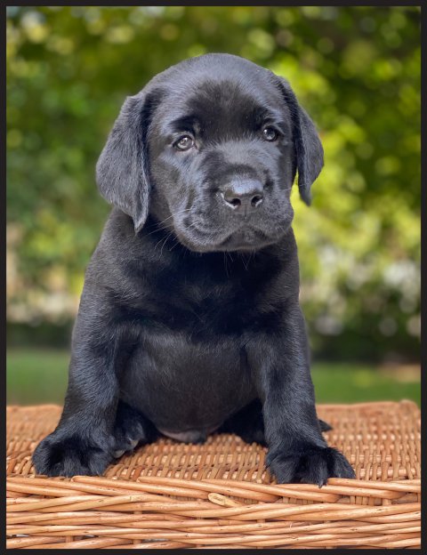 Tayson  cucciolo labrador nero