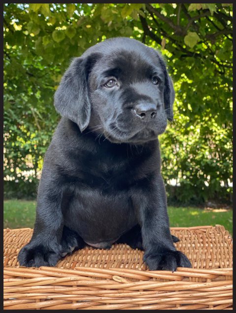 Trevor  cucciolo labrador nero