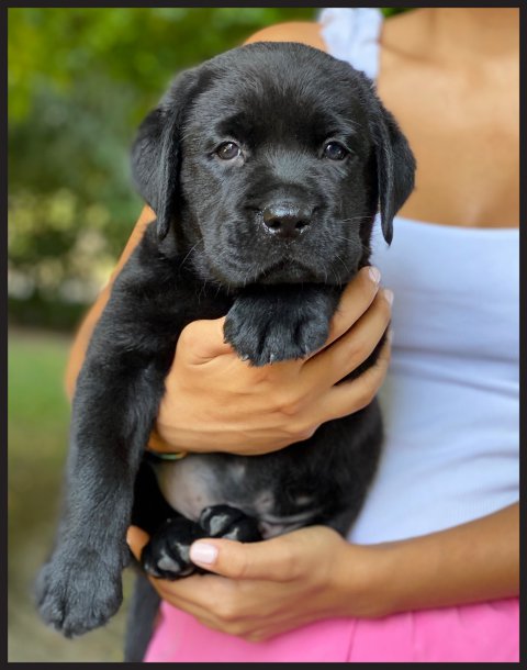 Trilly  cucciolo labrador nero