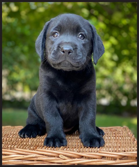 Tara  cucciolo labrador nero