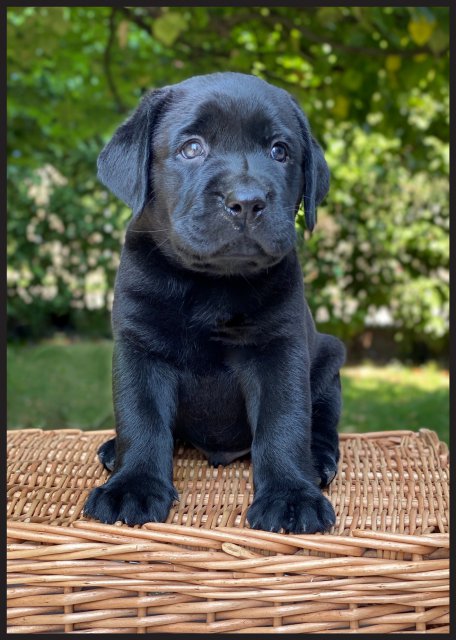 Tina  cucciolo labrador nero