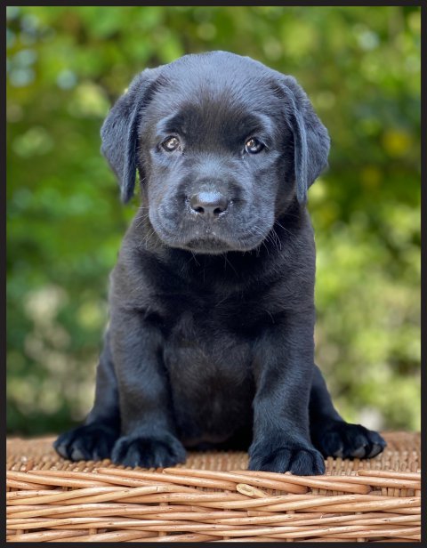 Tippy  cucciolo labrador nero