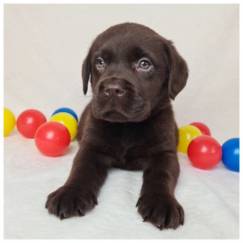 Moris  cucciolo labrador chocolate