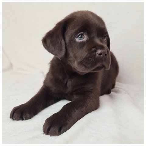 Messi  cucciolo labrador chocolate
