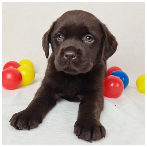 Miss  cucciolo labrador chocolate