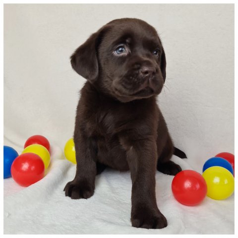 Milly  cucciolo labrador chocolate