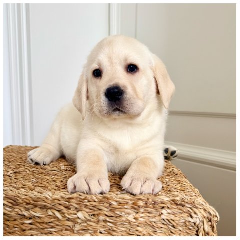 Athena  cucciolo labrador miele