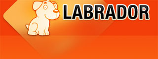 Labrador